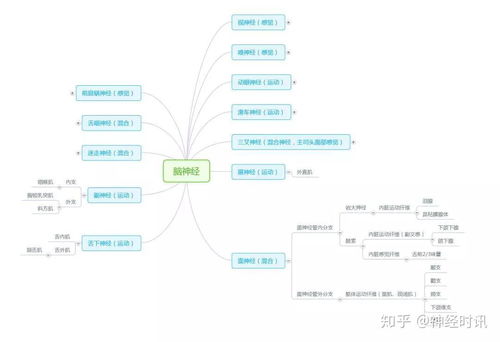 周圍神經(jīng)腦神經(jīng)圖譜以及思維導圖